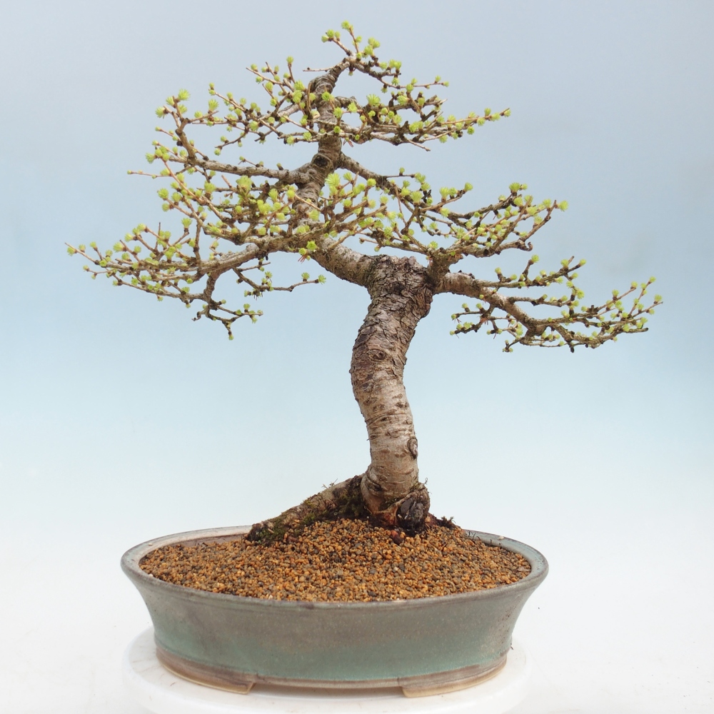 Kültéri bonsai - Larix decidua - vörösfenyő