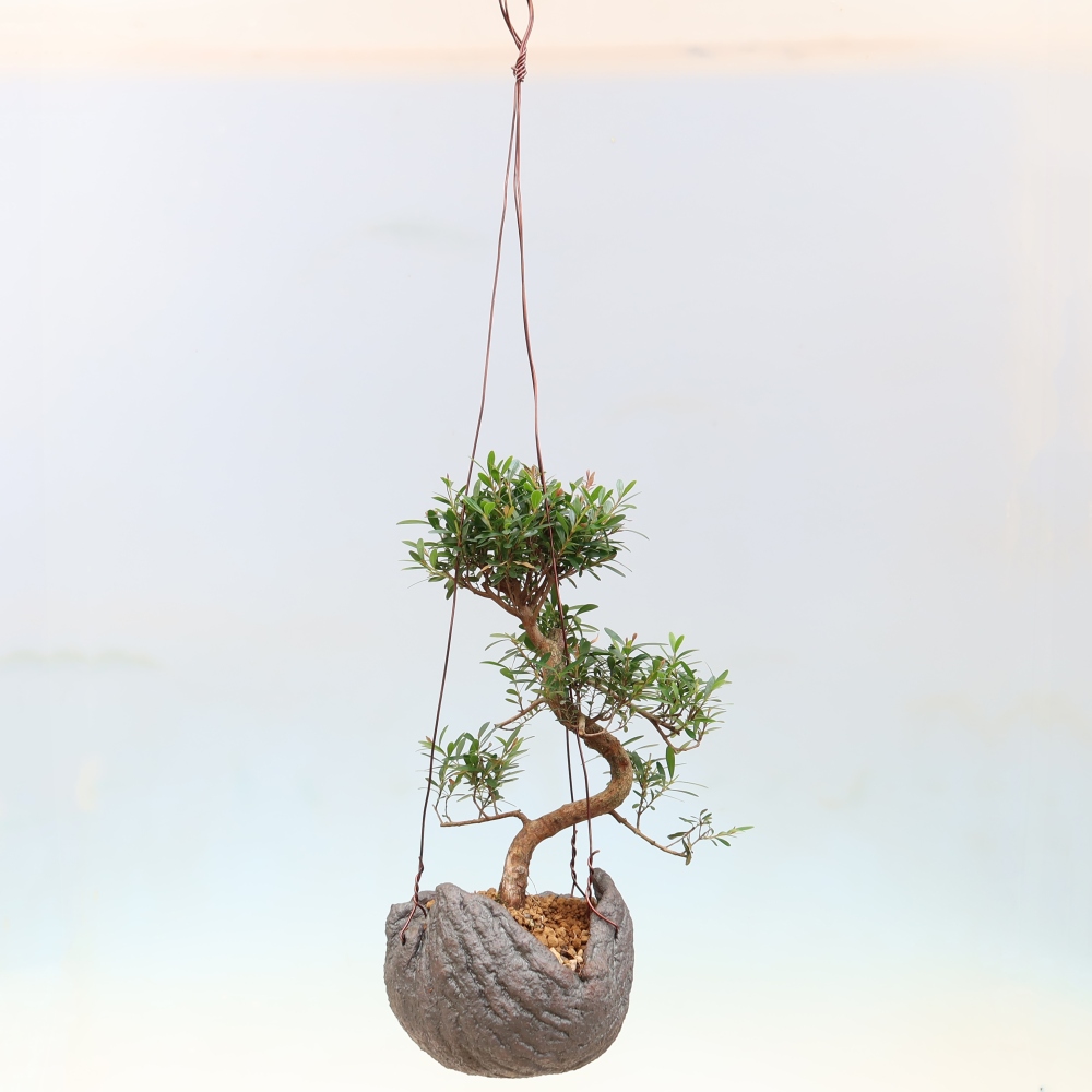 Kokedama kerámiában -Syzygium - Pimento fa