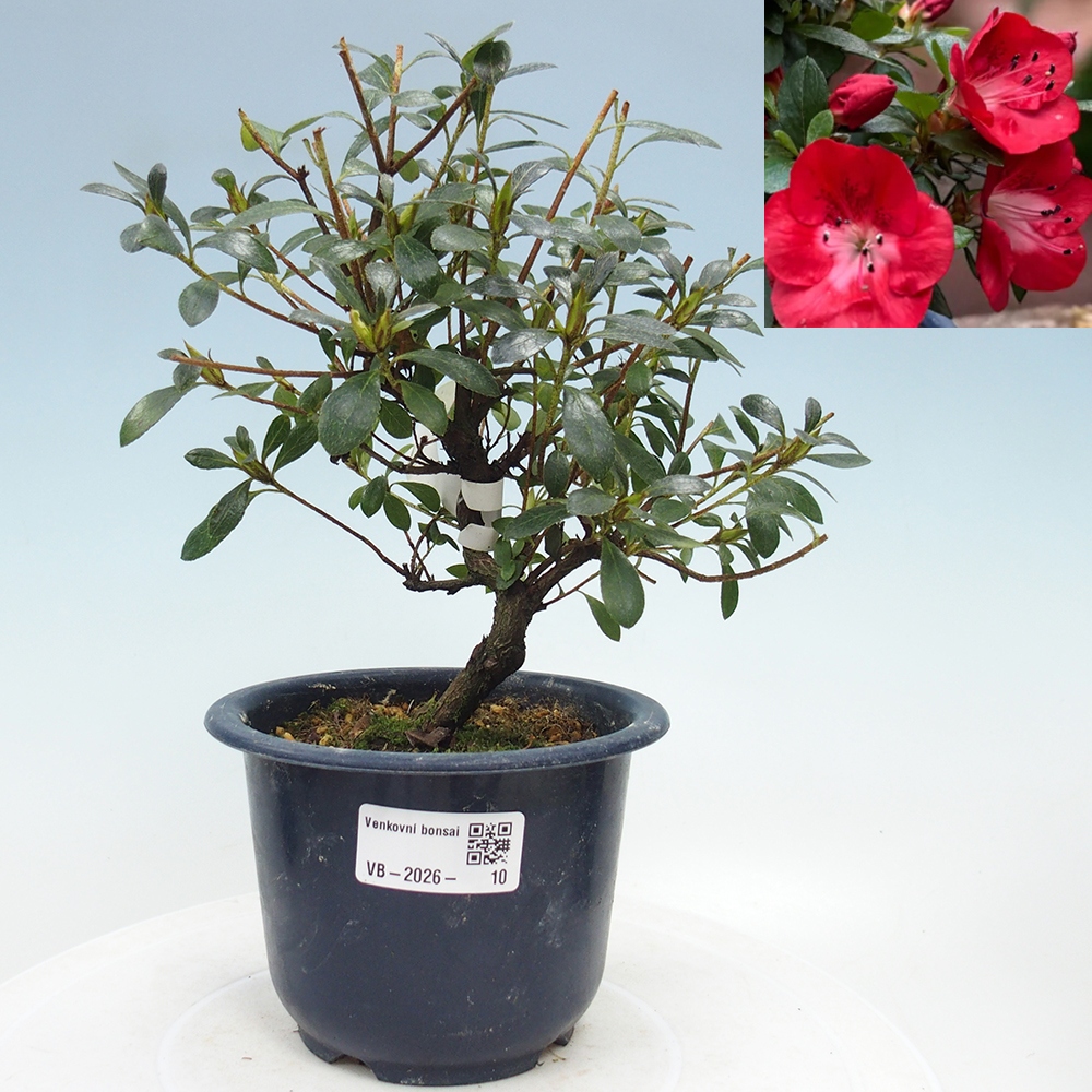 Kültéri bonsai - Japán azálea - Azalea Benibeni