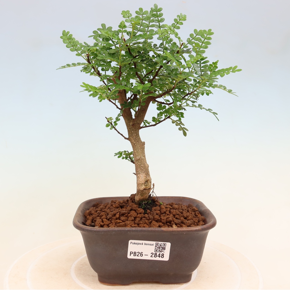 Szobai bonsai - Zantoxylum piperitum - borsfa