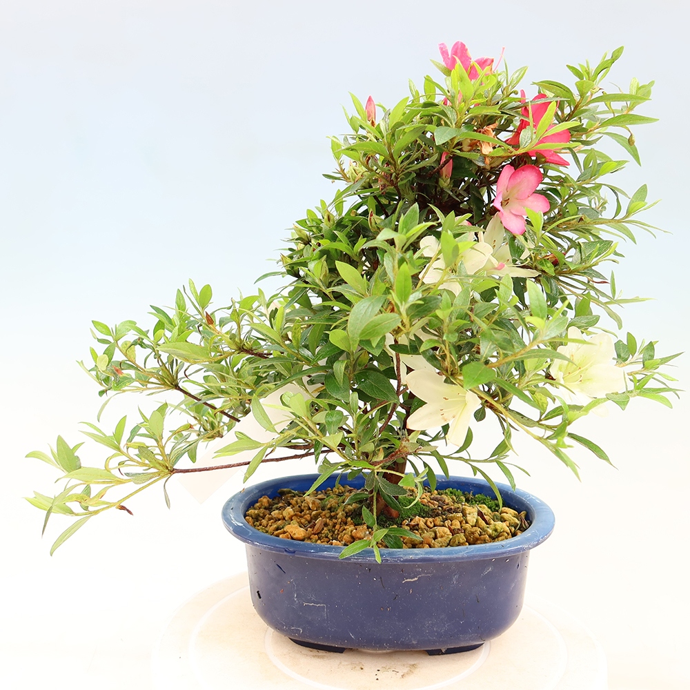Kültéri bonsai - Japán azálea - Azalea Suigootome