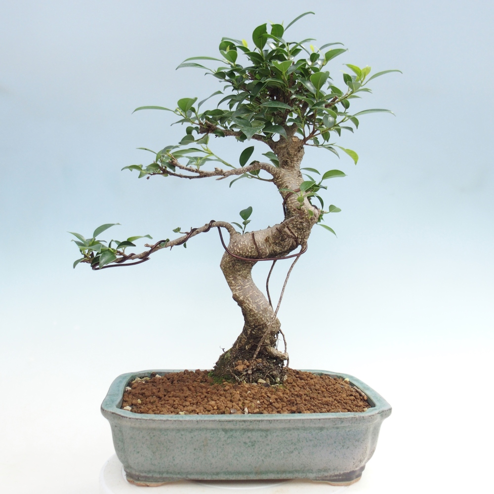 Szobai bonsai - Ficus kimmen - kislevelű fikusz