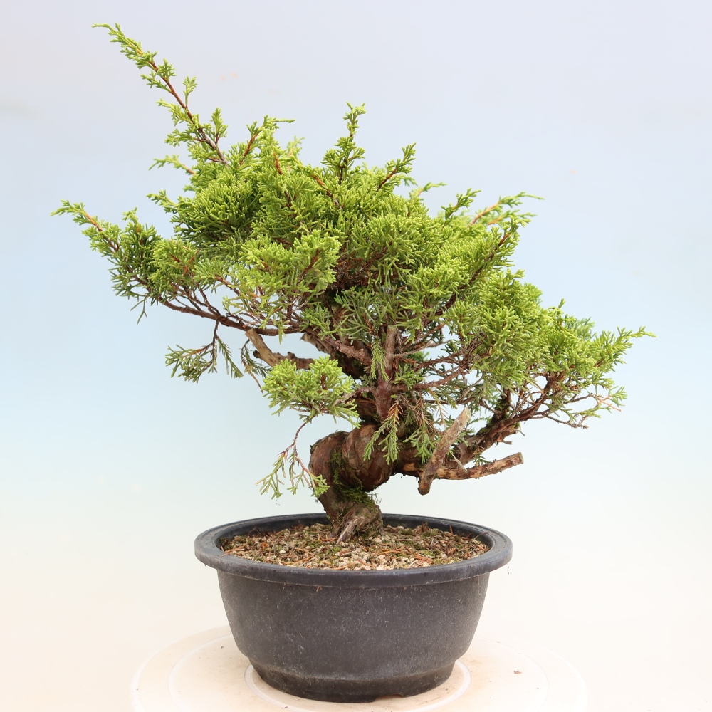 Kültéri bonsai - Juniperus chinensis Itoigawa-Juniperus chinensis
