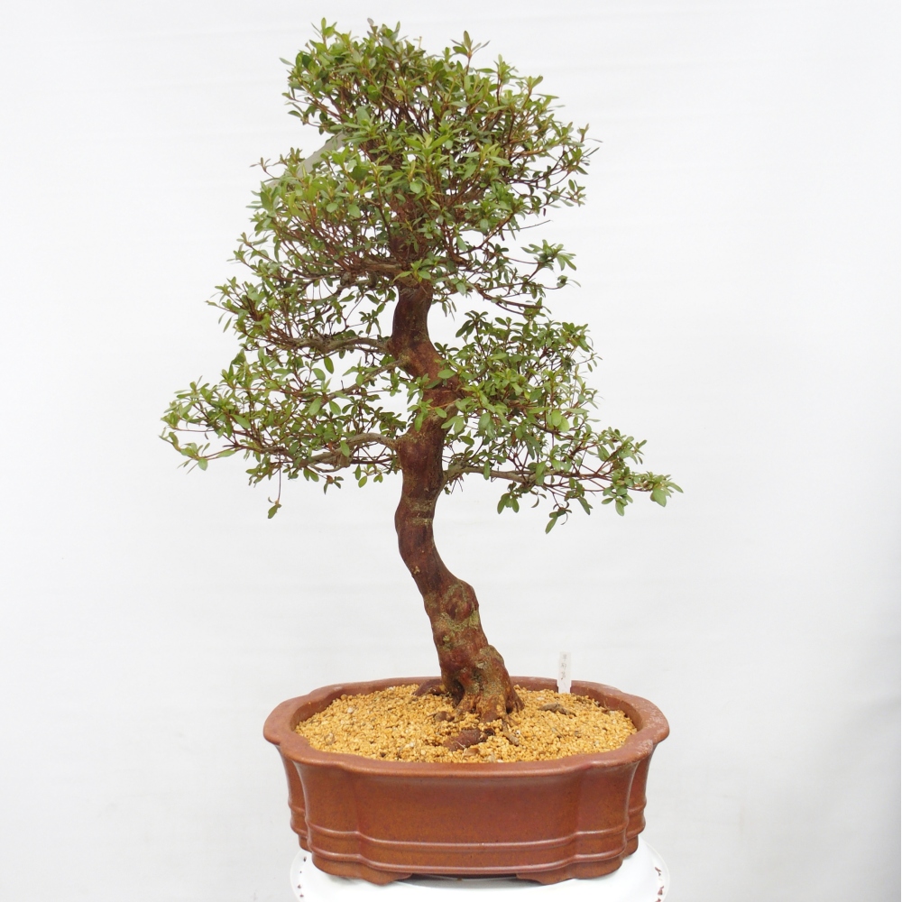 Kültéri bonsai - Japán azálea - Azálea Sayaka