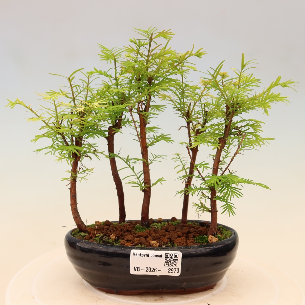 Kültéri bonsai – Metasequoia glyptostroboides – kínai metasequoia – kis erdő