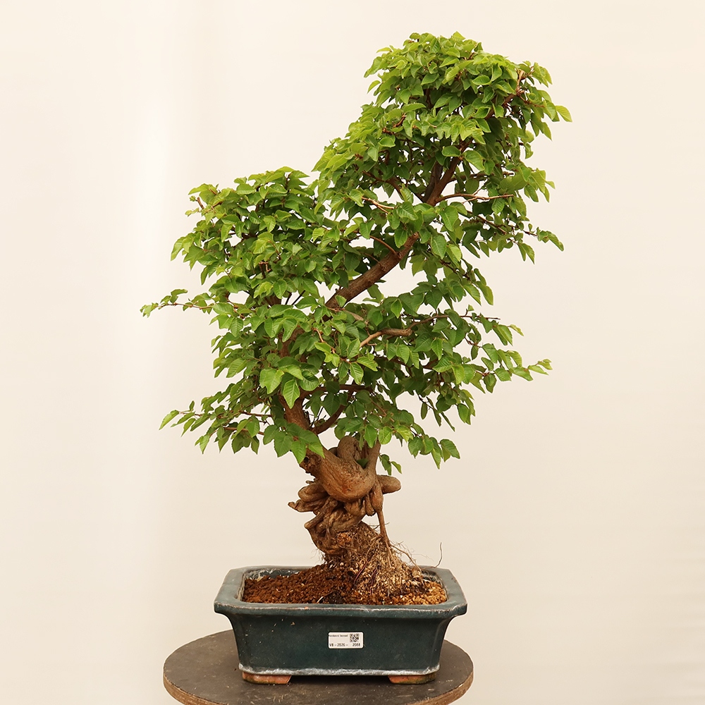Kültéri bonsai -Carpinus Coreana - Koreai gyertyánfa