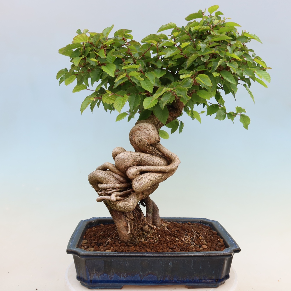 Kültéri bonsai -Carpinus Coreana - Koreai gyertyánfa