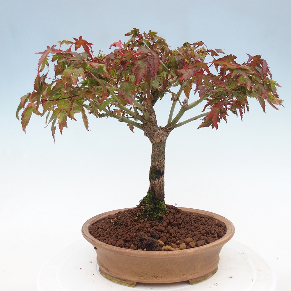 Acer palmatum KIOHIME - Pálma juhar