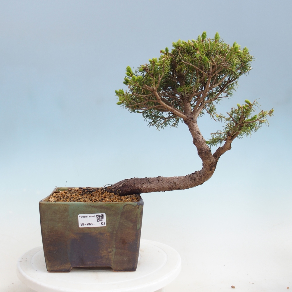 Kültéri bonsai - lucfenyő - Picea glauca globe