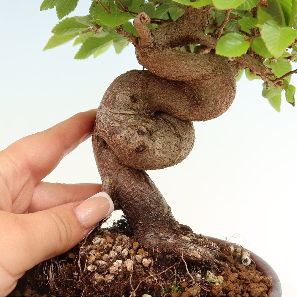 Kültéri bonsai -Carpinus Coreana - Koreai gyertyánfa