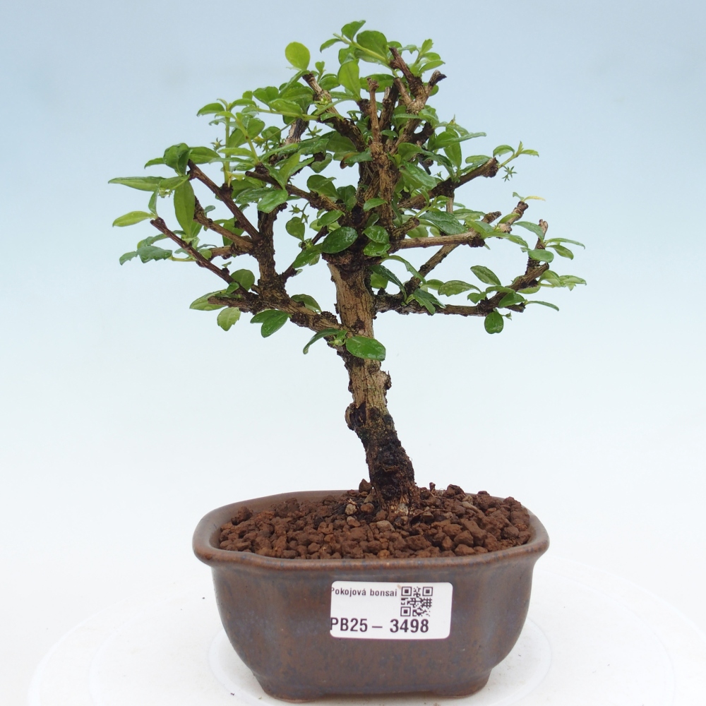 Szobai bonsai - Carmona macrophylla - Tea fuki