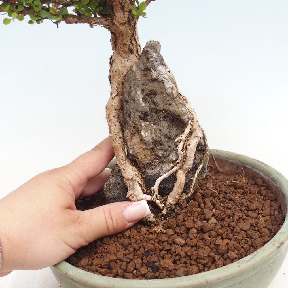 Kültéri bonsai - Berberis coreana