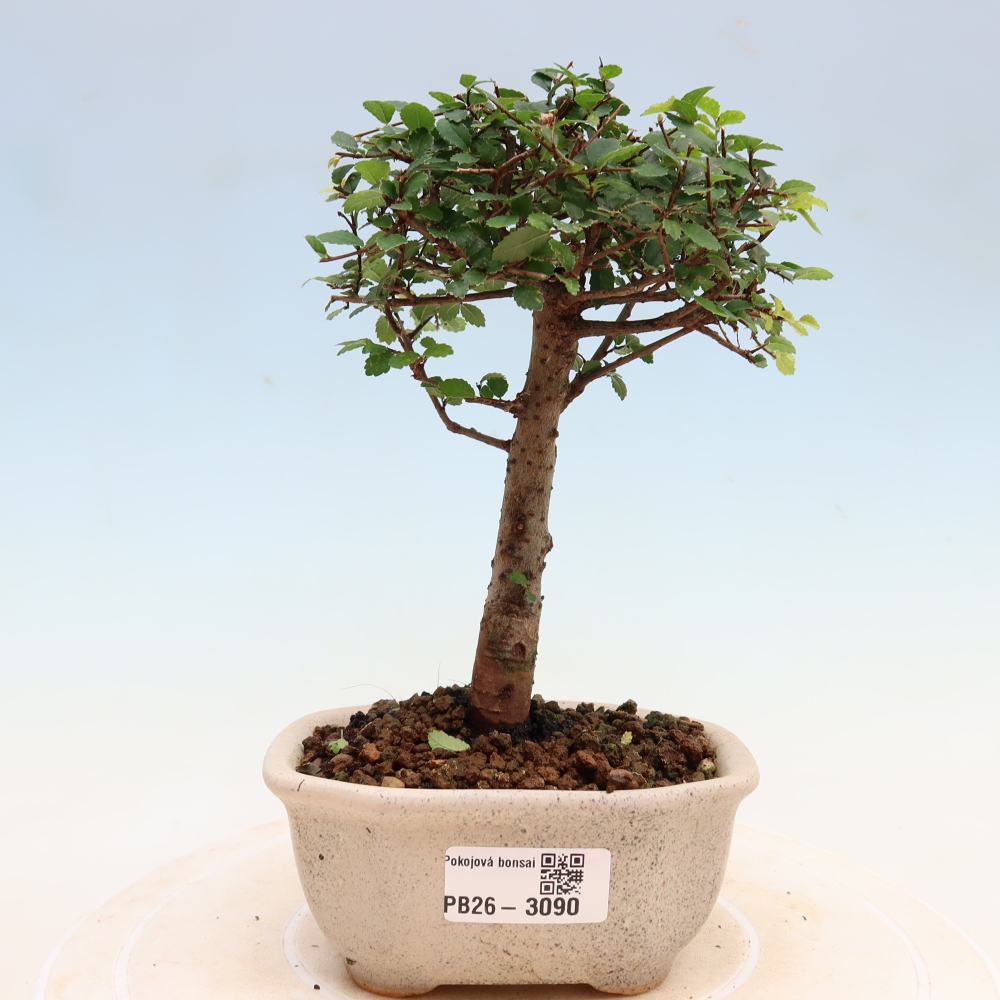 Szobai bonsai - Ulmus parvifolia - Kislevelű szilfa