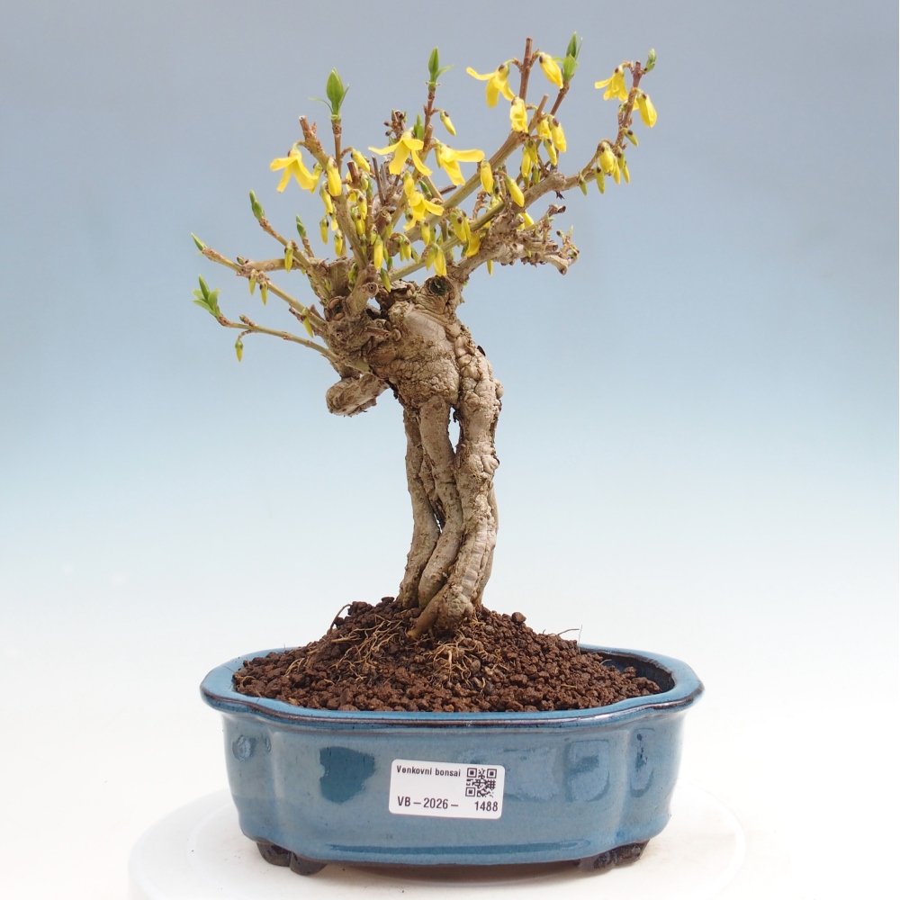 Kültéri bonsai - Zlatice - Forsythia koreana
