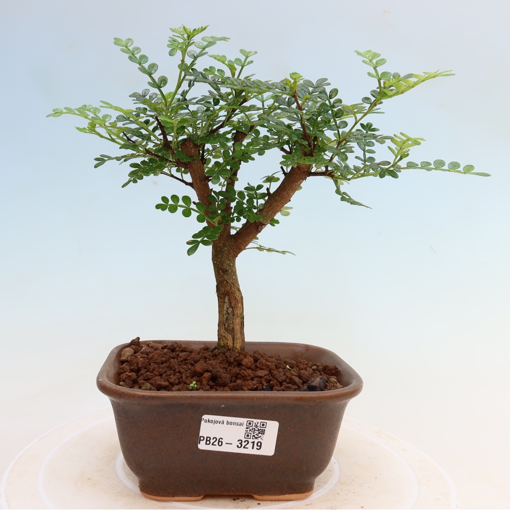 Szobai bonsai - Zantoxylum piperitum - borsfa