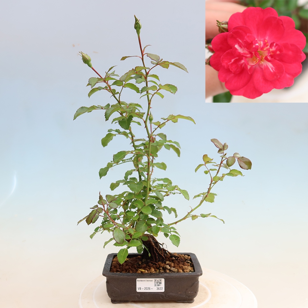 Kültéri bonsai - Rosa Kordes - rózsa