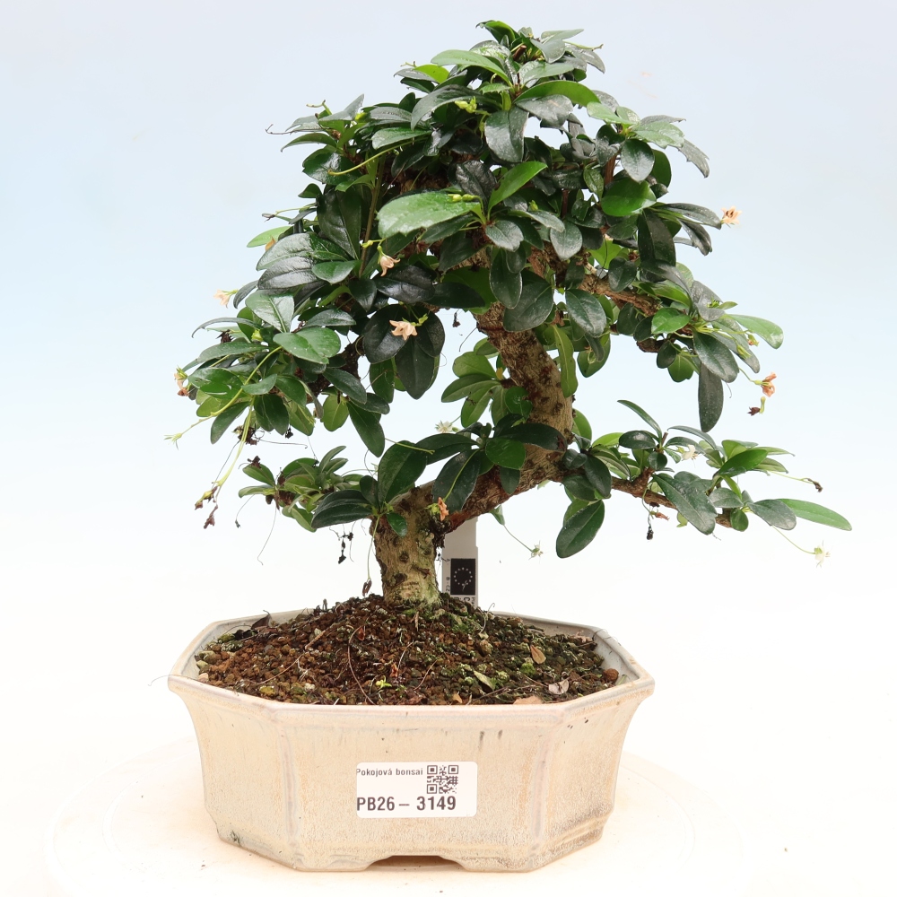 Szobai bonsai - Carmona macrophylla - Tea fuki