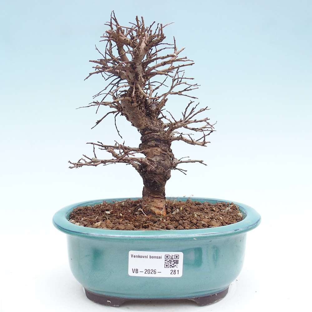 Kültéri bonsai - Zelkova - Zelkova NIRE