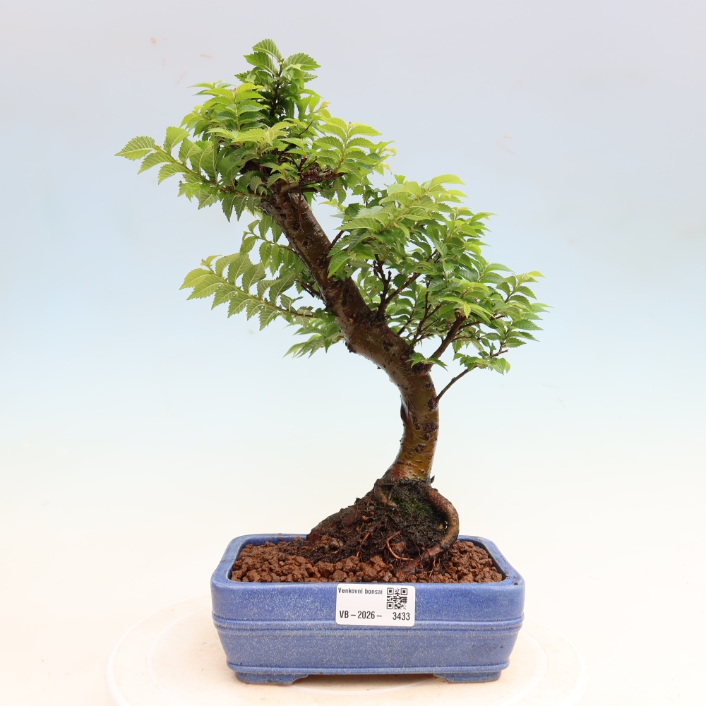 Kültéri bonsai – Ulmus Jacqueline Hillier – Gyönyörű szil