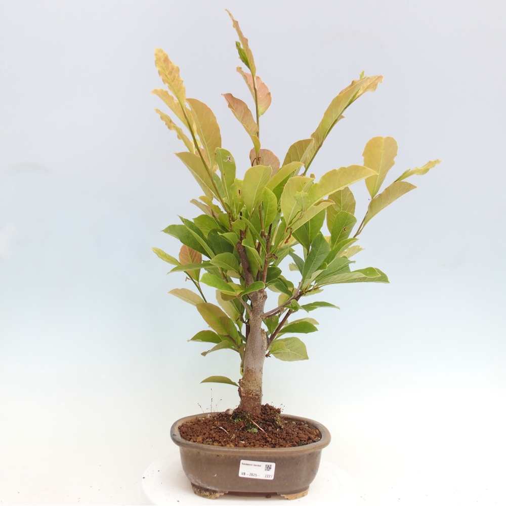 Kültéri bonsai - Magnolia loebneri merrill - Magnolia