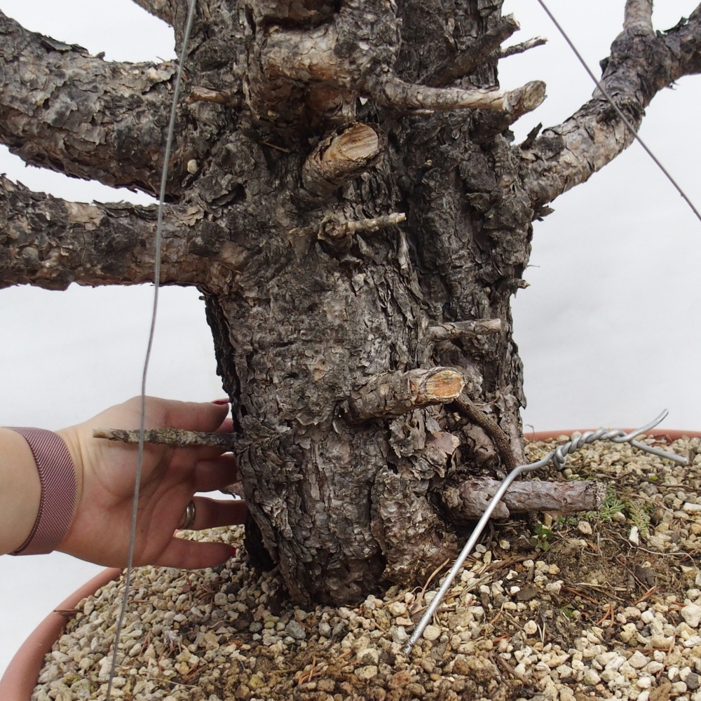 Yamadori - Pinus sylvestris Spanyolország