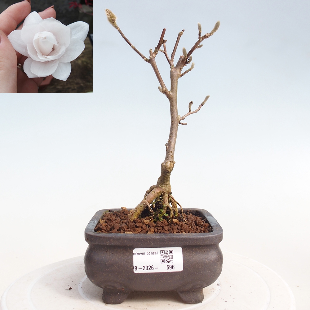 Kültéri bonsai - Magnolia stellata