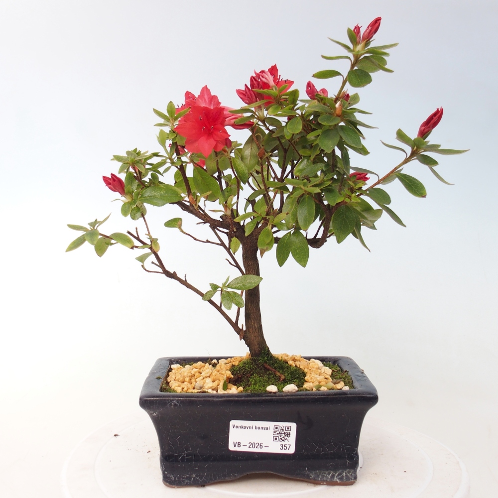 Kültéri bonsai - japán azálea - Azalea sp.