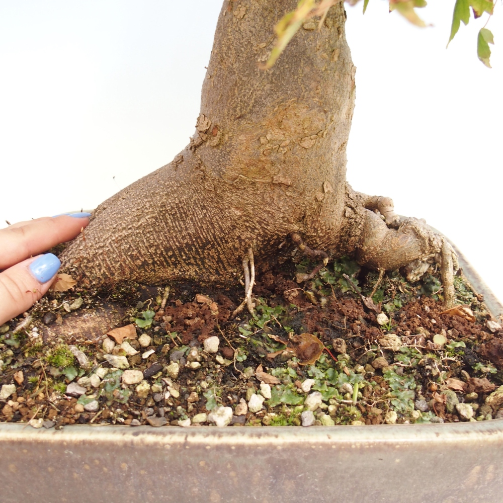Kültéri bonsai - Acer Buergerianum - Burger juhar