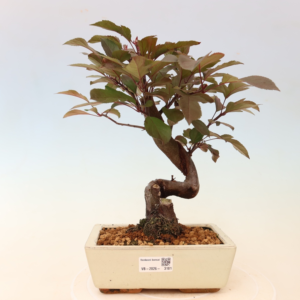 Kültéri bonsai -Malus domestica - Kis gyümölcsű piros levelű almafa