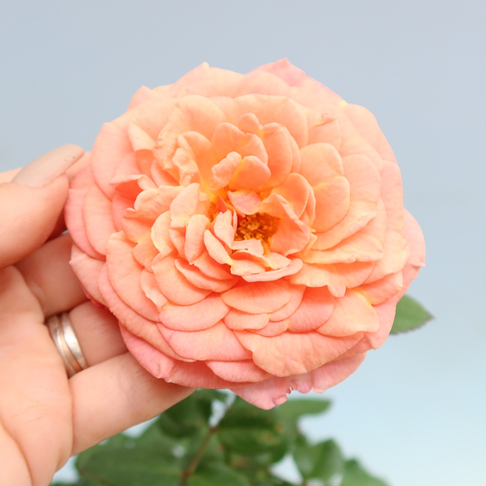 Kültéri bonsai - Rosa Kordes - rózsa