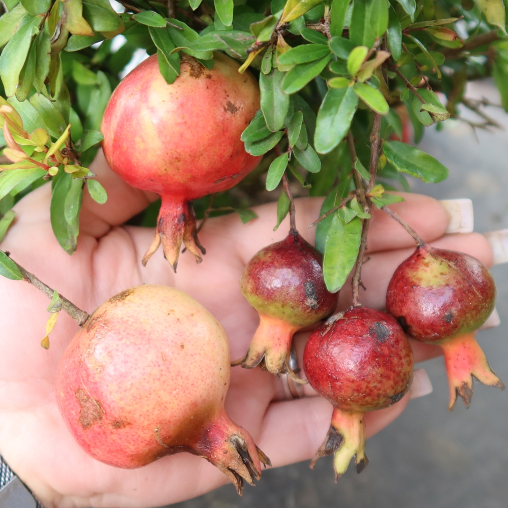 Szobai bonsai-PUNICA granatum nana-gránátalma