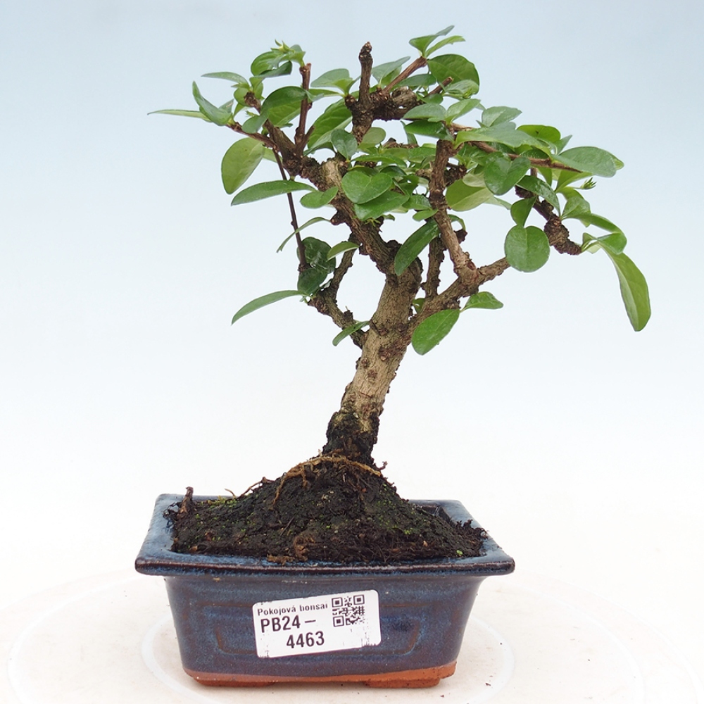 Szobai bonsai - Carmona macrophylla - Tea fuki