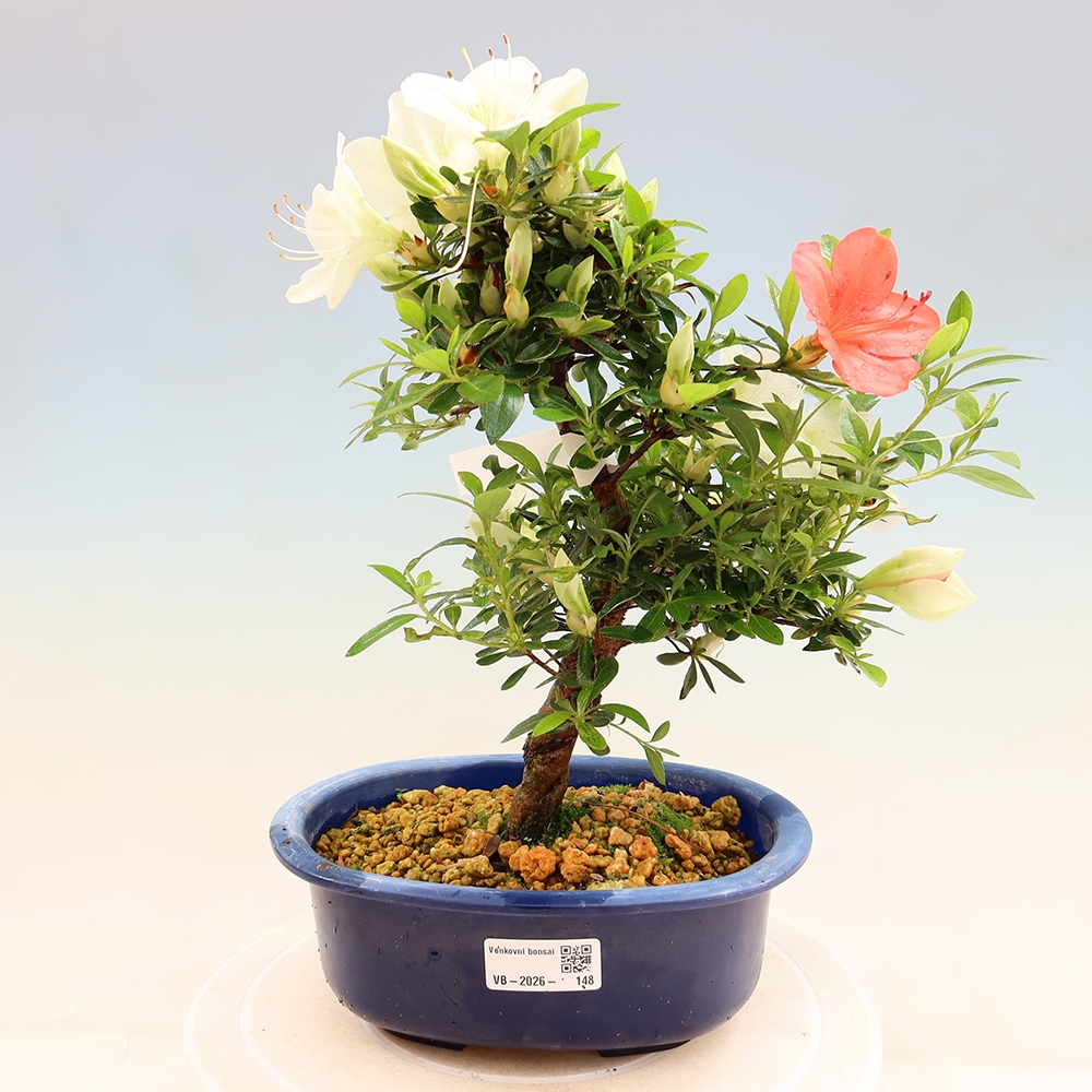 Kültéri bonsai - Japán azálea - Azálea Asahi-no-izumi