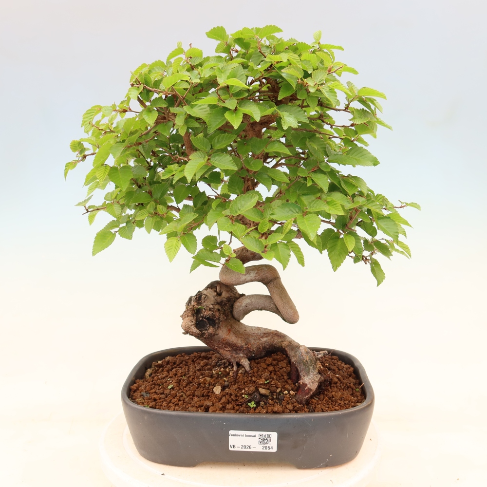 Kültéri bonsai -Carpinus Coreana - Koreai gyertyánfa