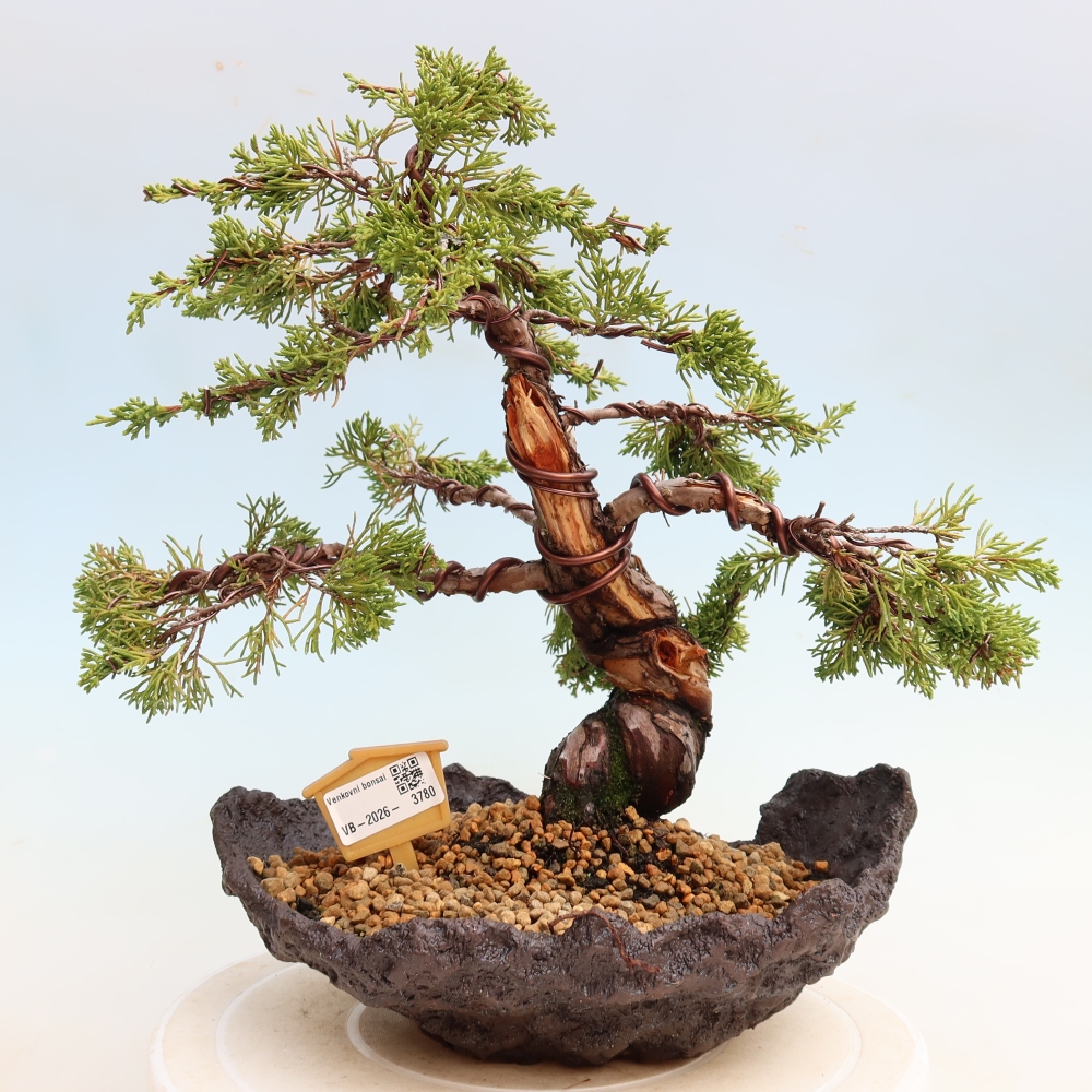 Kültéri bonsai - Juniperus chinensis Itoigawa-Juniperus chinensis