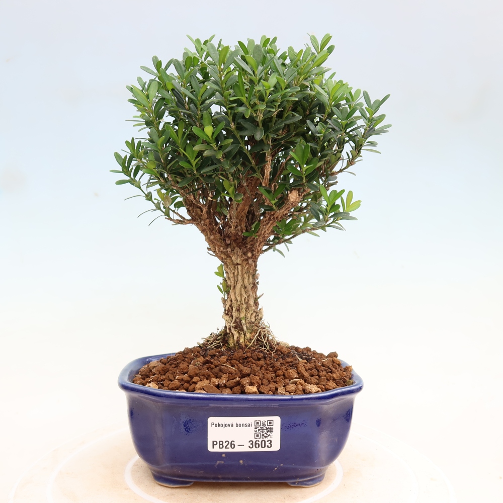 Szobai bonsai - Buxus harlandii - parafa buxus