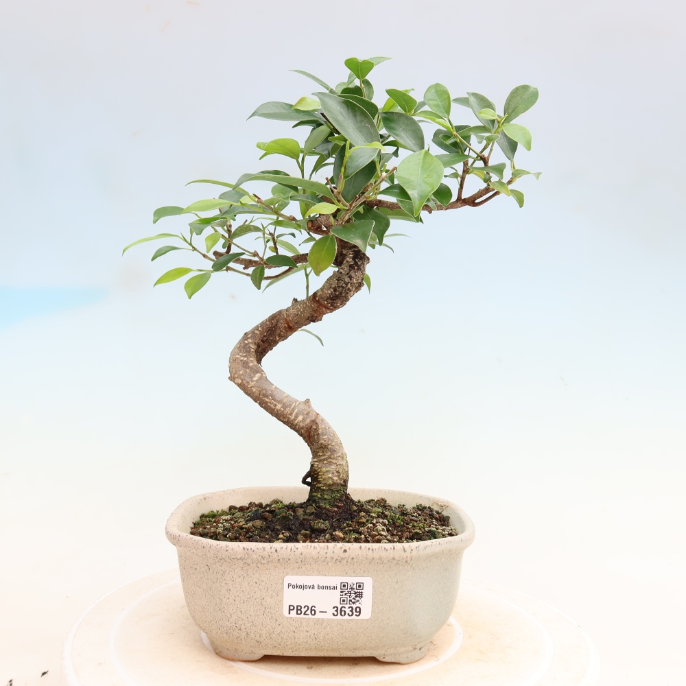 Szobai bonsai - Ficus kimmen - kislevelű fikusz