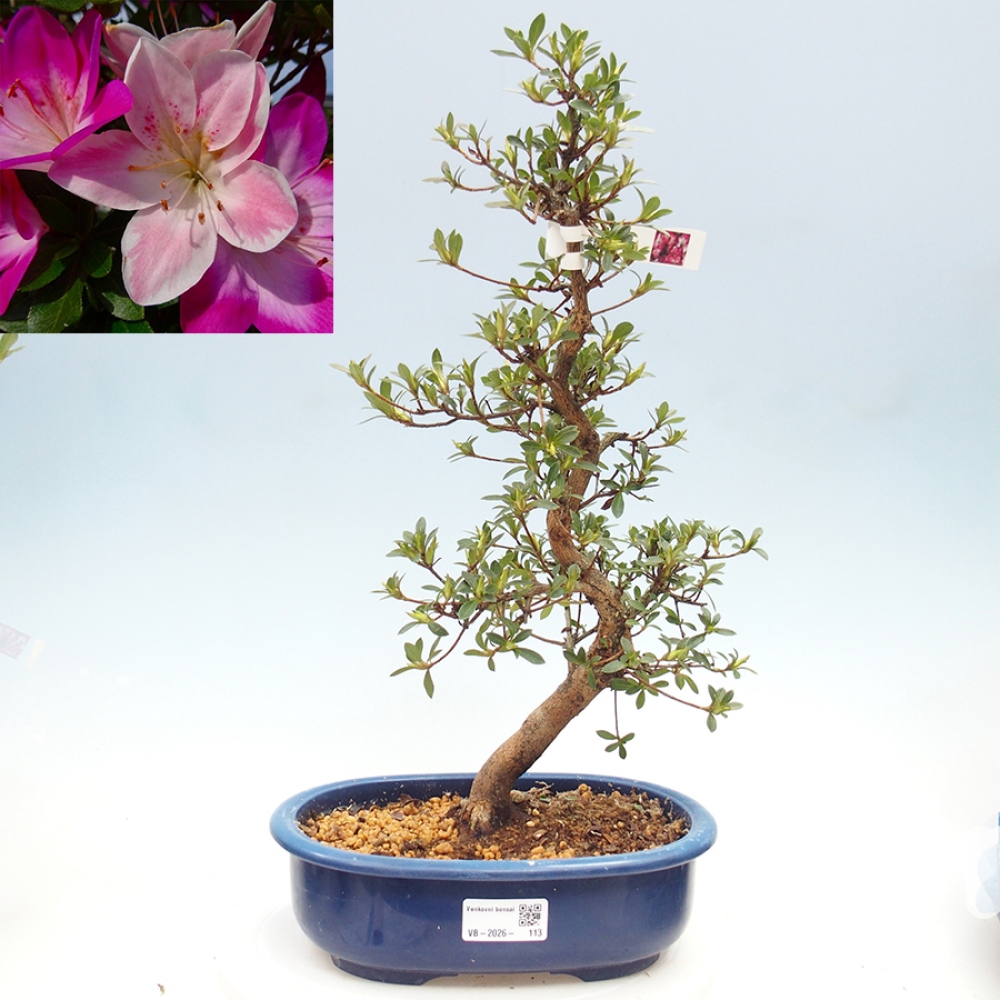 Kültéri bonsai - Japán azálea - Azalea MURASAKI
