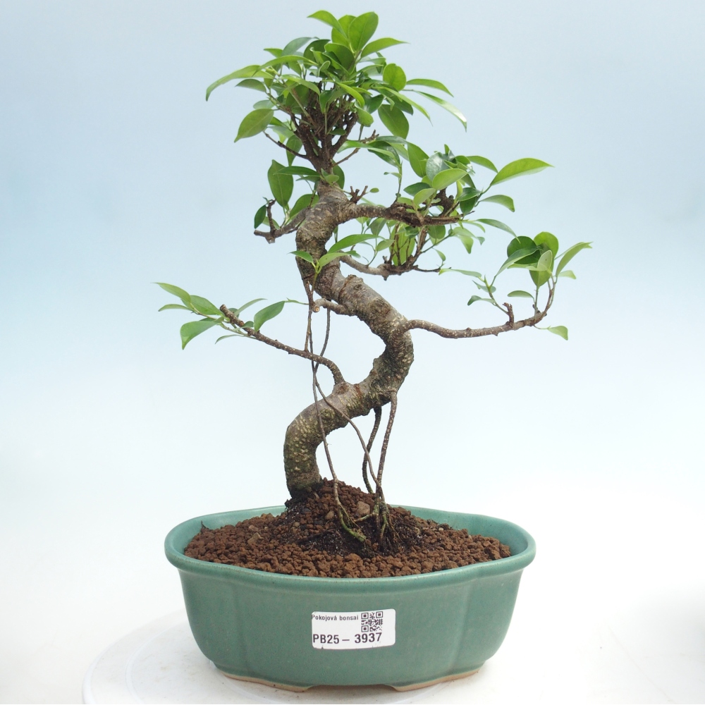 Szobai bonsai - Ficus retusa - kislevelű fikusz