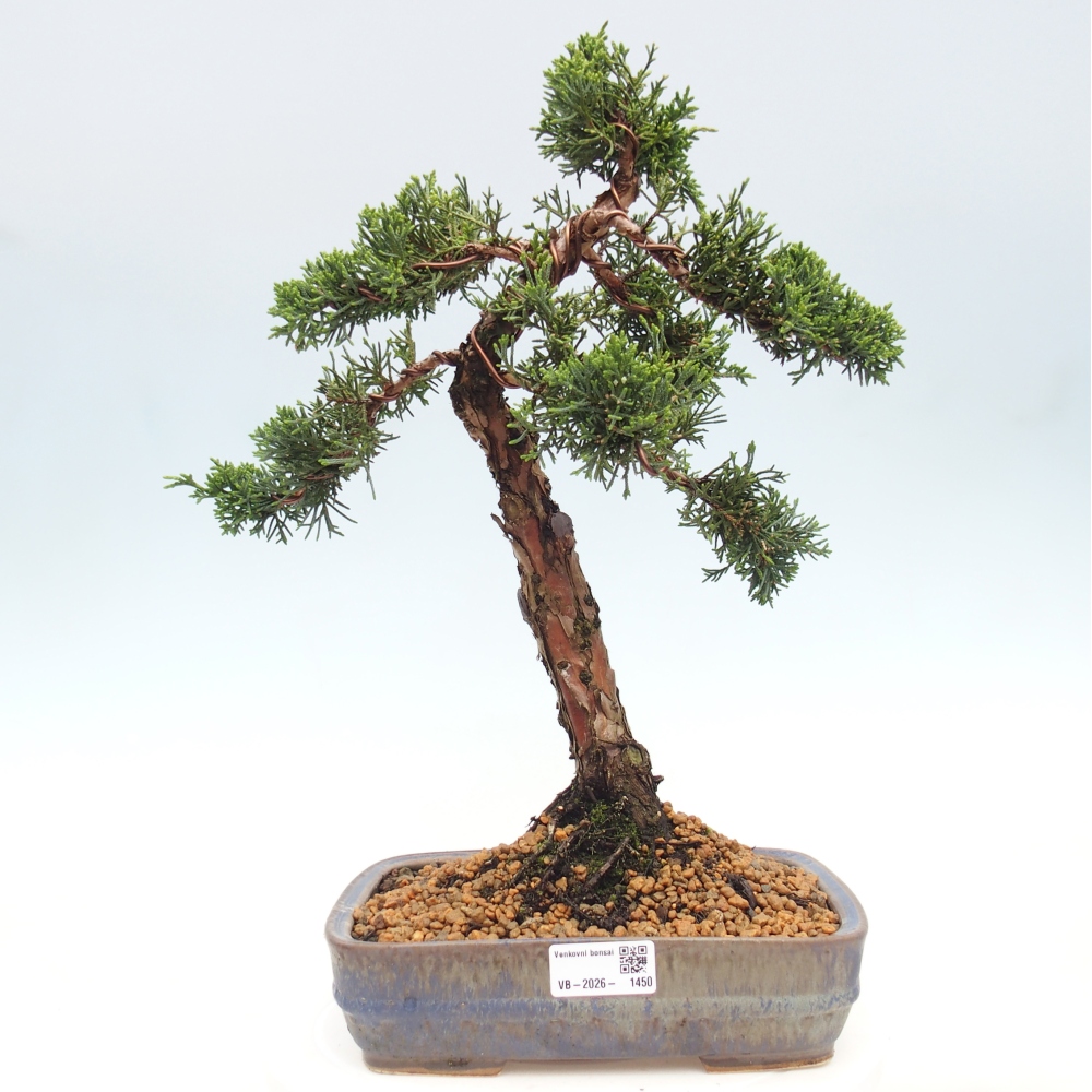 Kültéri bonsai - Juniperus chinensis Kishu