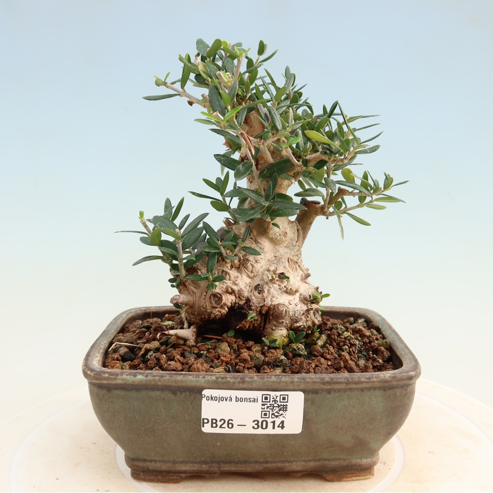 Beltéri bonsai - Olea europaea sylvestris