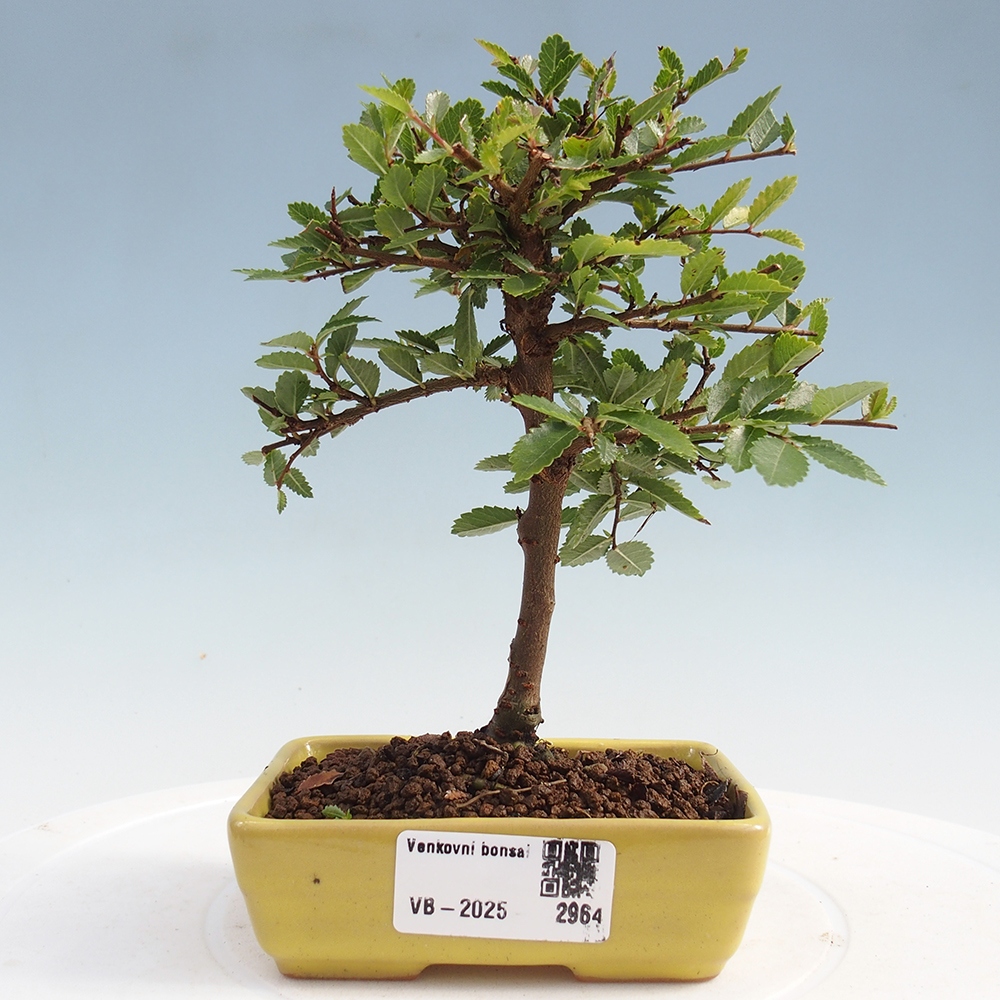 Kültéri bonsai - Ulmus parvifolia Sagei - Kislevelű szilfa