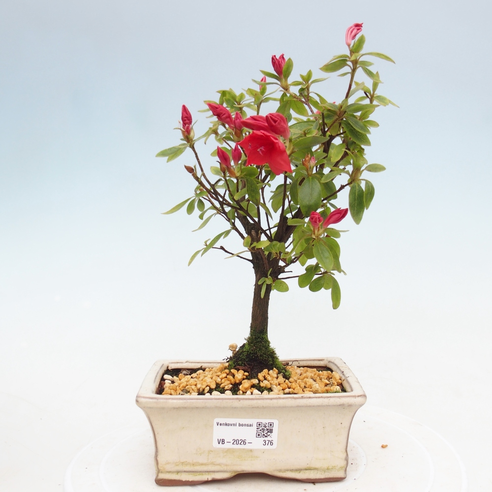Kültéri bonsai - japán azálea - Azalea sp.