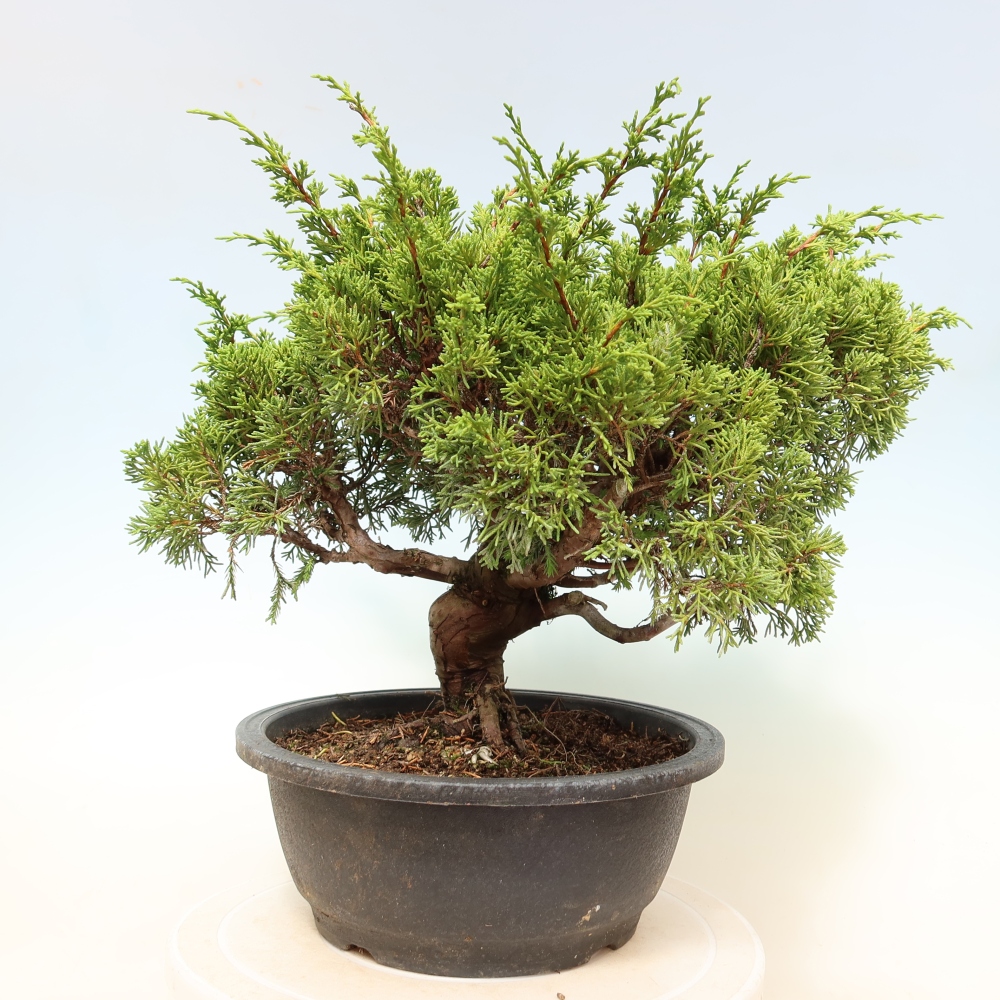 Kültéri bonsai - Juniperus chinensis Itoigawa-Juniperus chinensis
