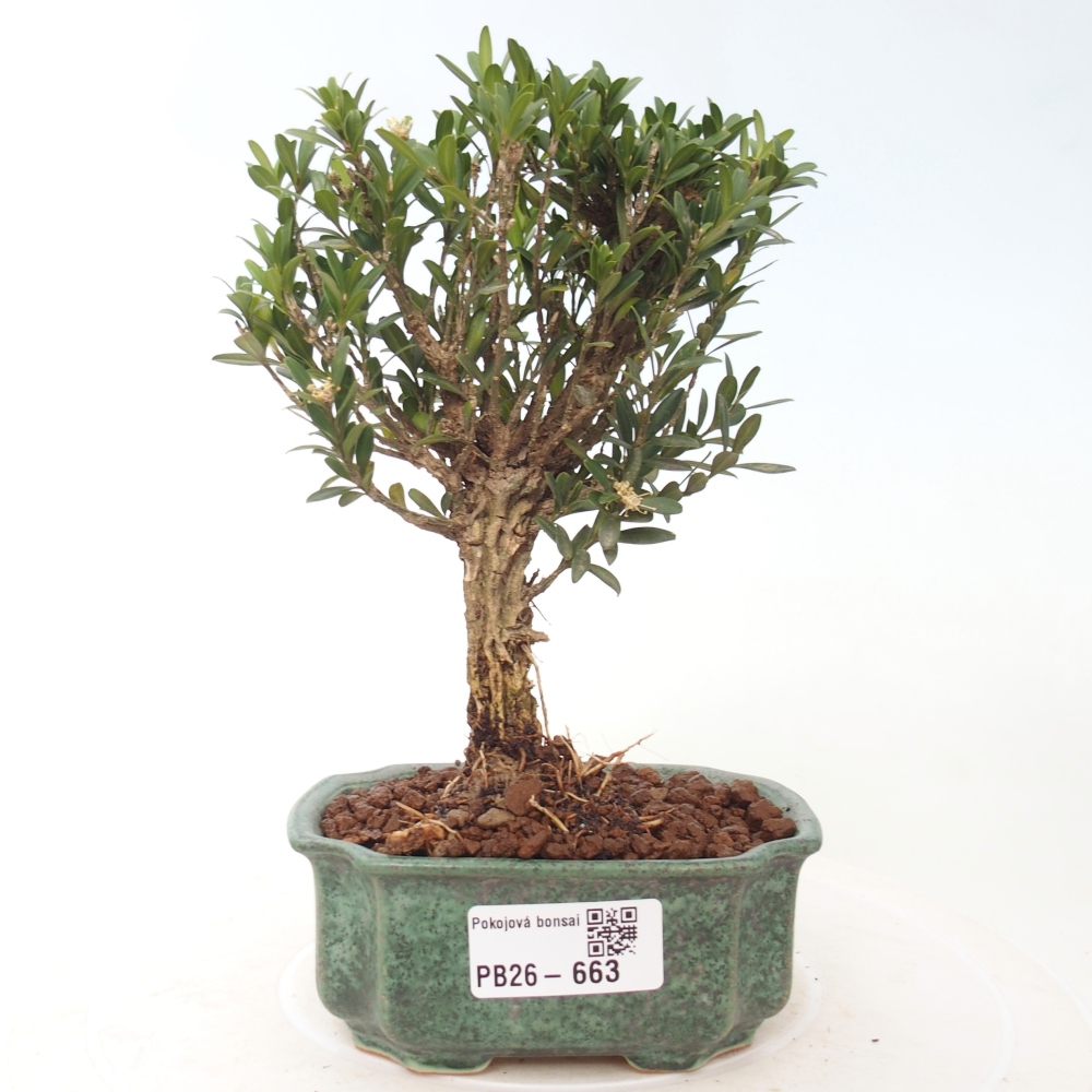 Szobai bonsai - Buxus harlandii - parafa buxus