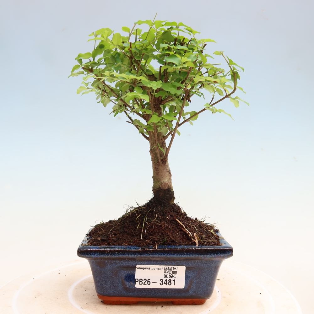 Szobai bonsai -Ligustrum chinensis - Madárcsőr