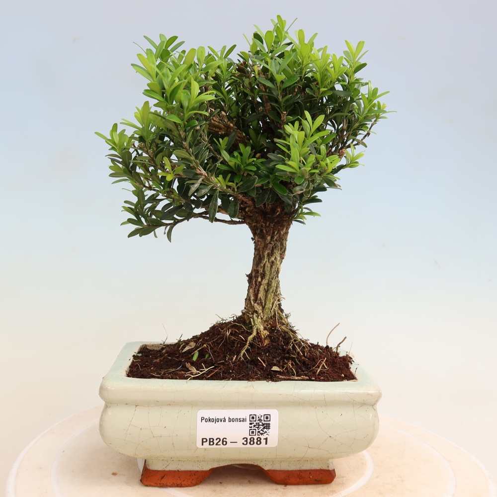 Szobai bonsai - Buxus harlandii - parafa buxus