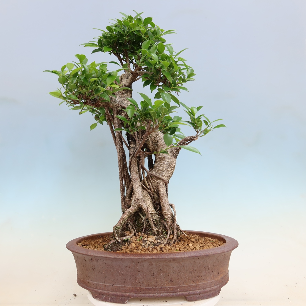 Szobai bonsai - Ficus kimmen - kislevelű fikusz