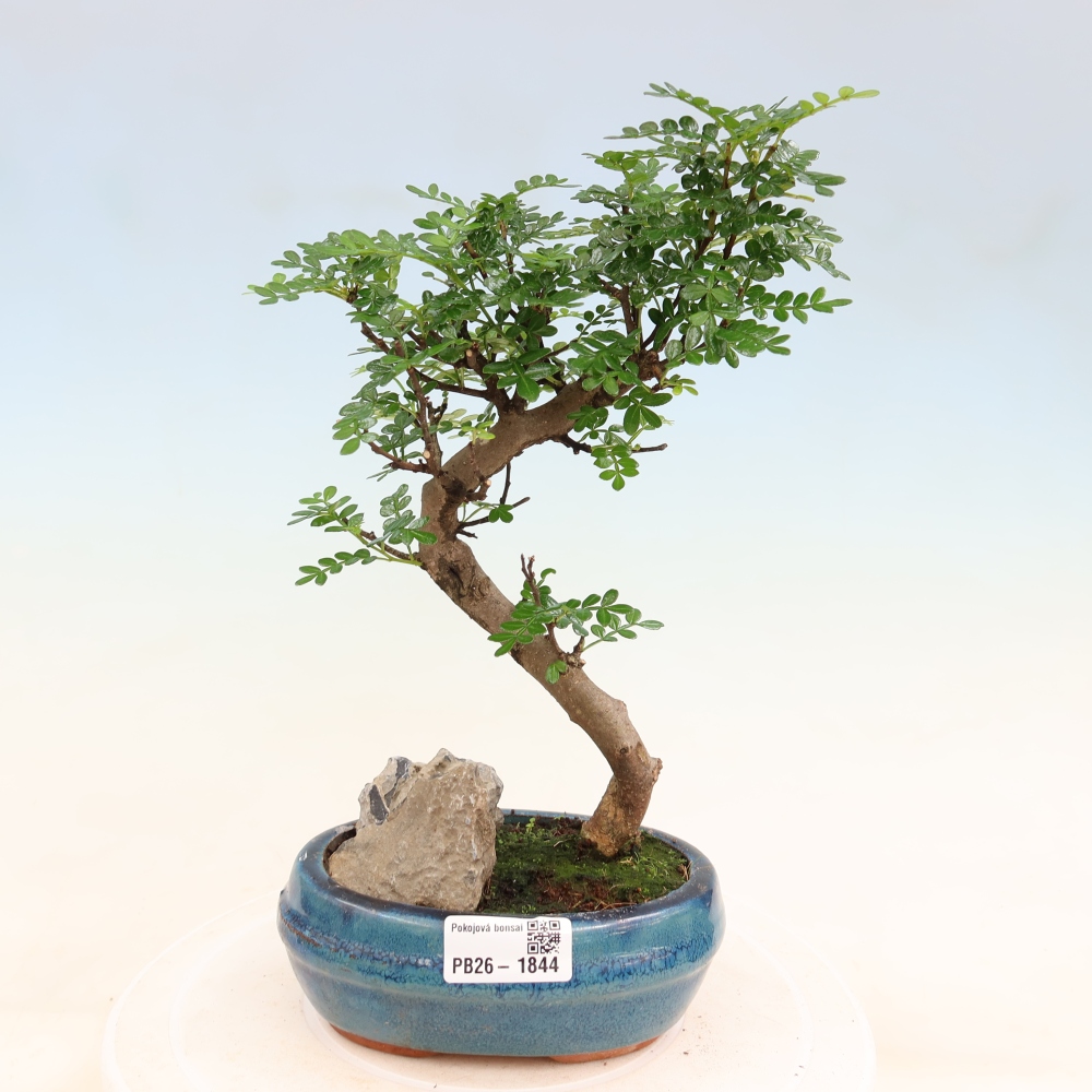 Szobai bonsai - Zantoxylum piperitum - borsfa