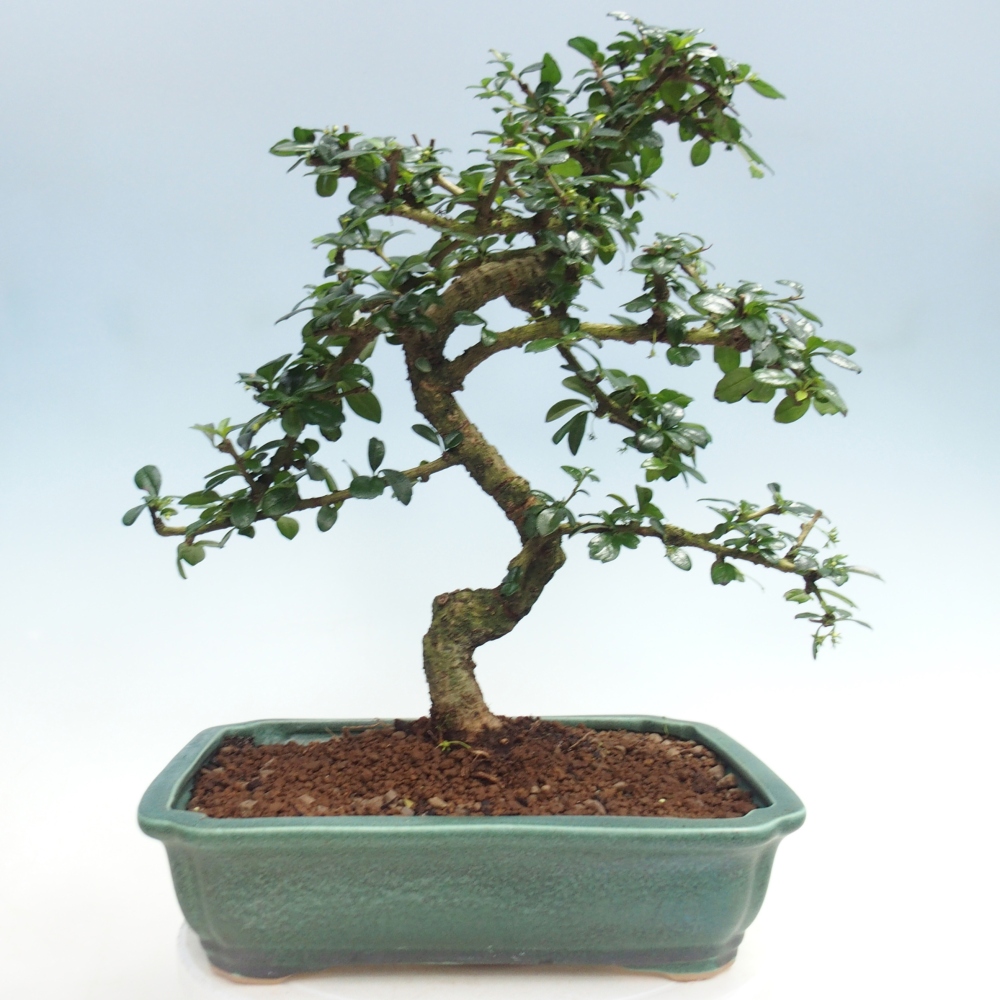 Szobai bonsai - Carmona macrophylla - Tea fuki